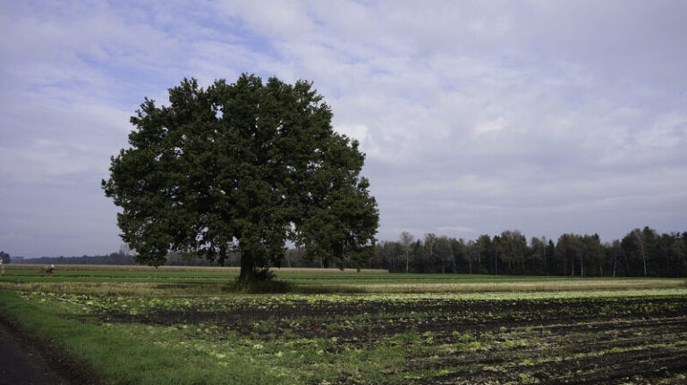 Einzelbaum Birke freistehend auf einem Feld