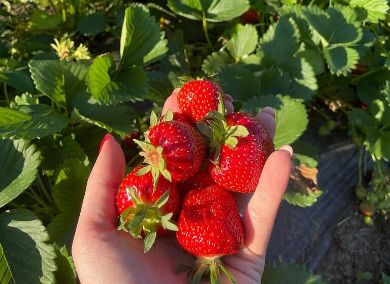 Reife Erdbeeren ab Staude in der Hand