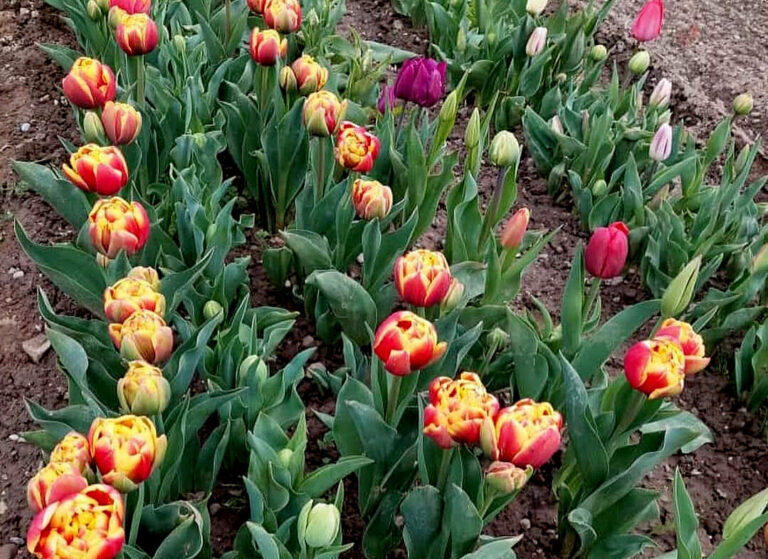 Tulpenreihen in der Erde