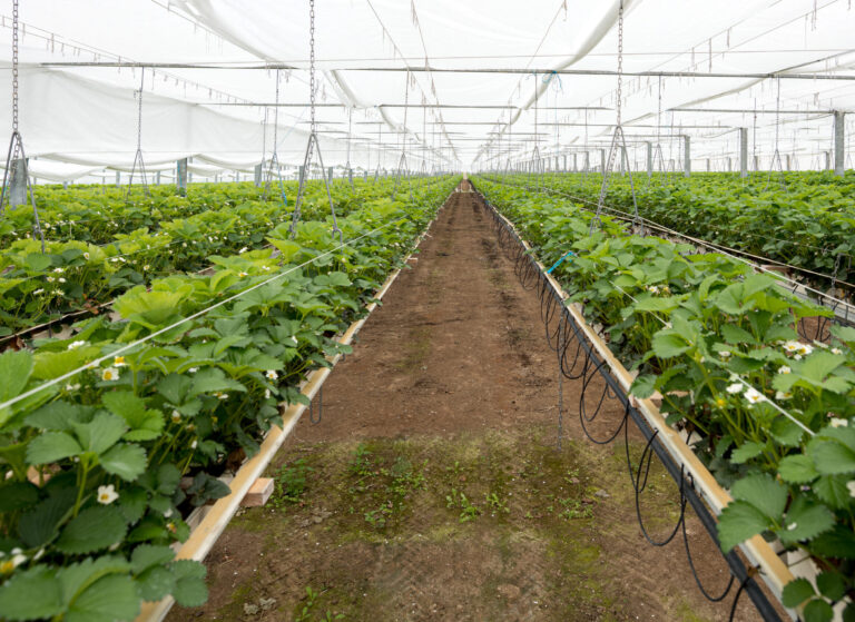 Erdbeeren in hors-sol Anlage