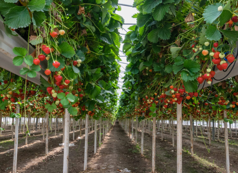 hunderte Erdbeeren im Gewächshaus wachsen heran
