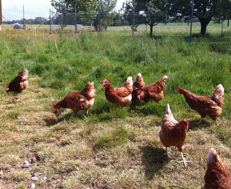 braune hühner picken im Feld nach futter