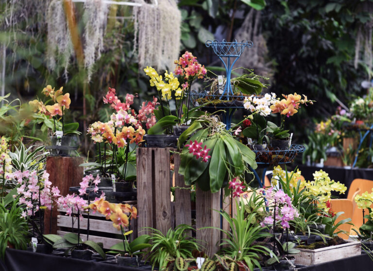 Orchideen im Orchideenhaus Steinmaur