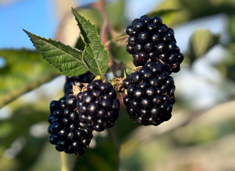 Nahaufnahme von 4 Brombeeren am Strauch