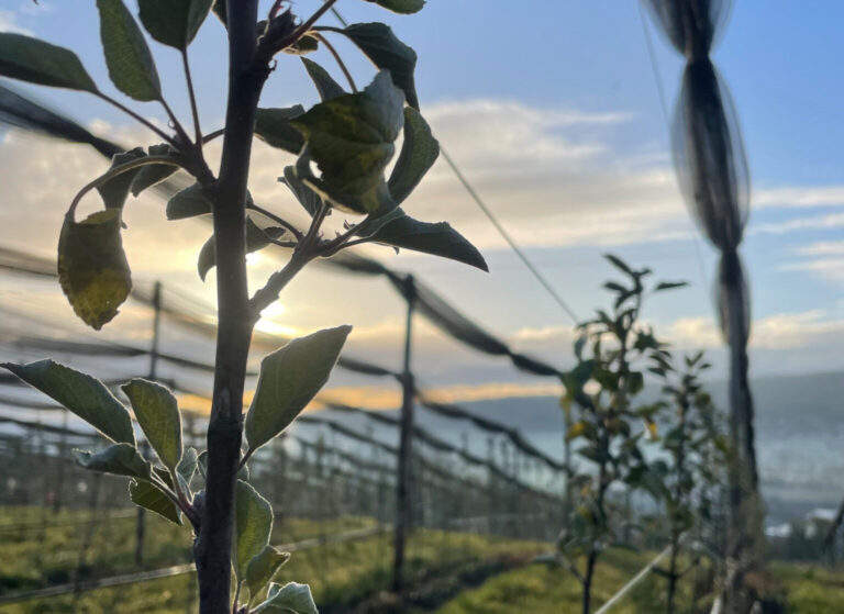 Obstbäume im Wachstumsstadium bei freundlicher Morgenstimmung