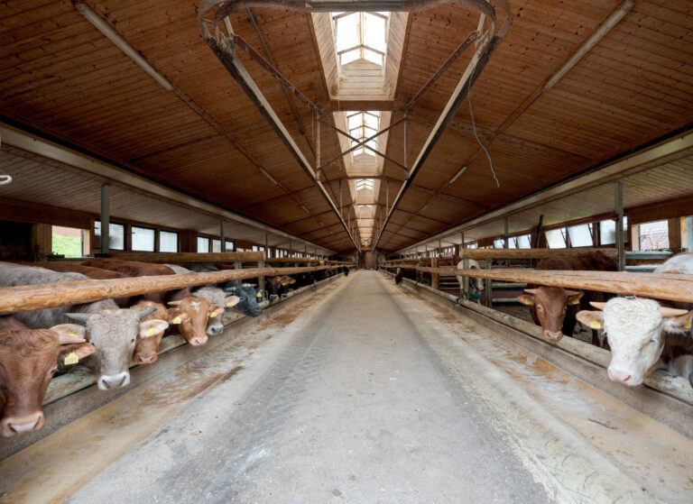 Tunnelblick in einen Stall mit Munis