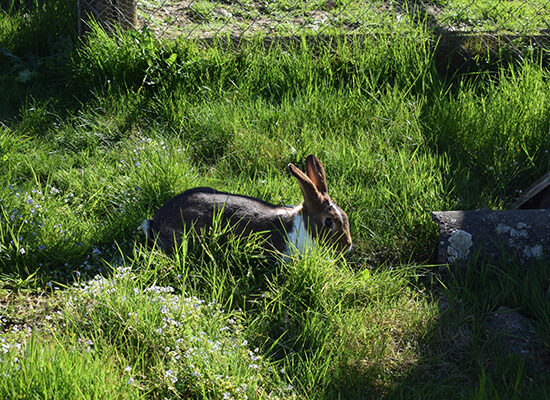 Hase im hohen Gras