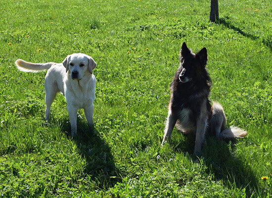 zwei Hunde in der Wiese