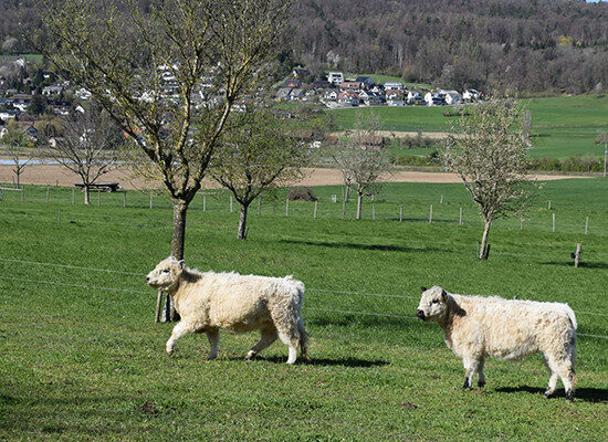Rinder auf der Weide mit Wolligem Fell