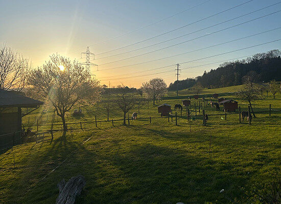 romantische Abendstimmung beim Sonnenuntergang. Blick über Wiesen, Bäume und weidetiere
