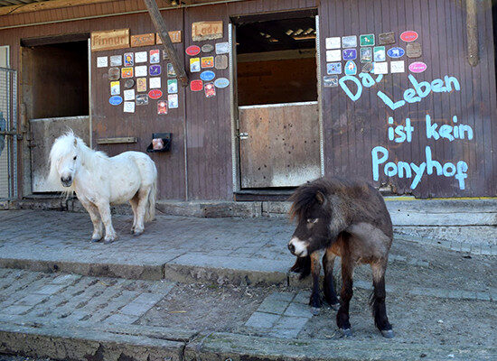 weisses und braunes Pony