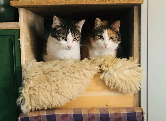 zwei Katzen blicken aus ihrem Nest