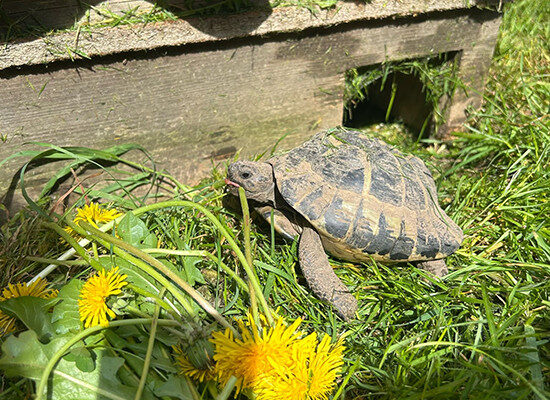 Landschildkröte beim Fressen von Löwenzahn
