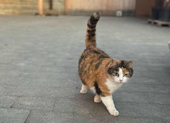 Dreifarbige Katze läuft über den Vorplatz
