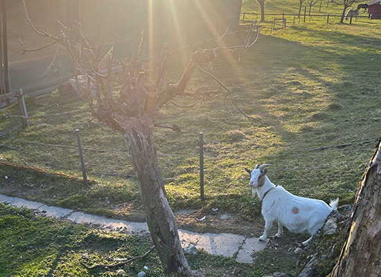 Ziege im Garten
