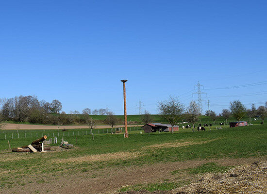 Feld mit Vogelsitz, gestellter Baumstamm auf offener Wiese