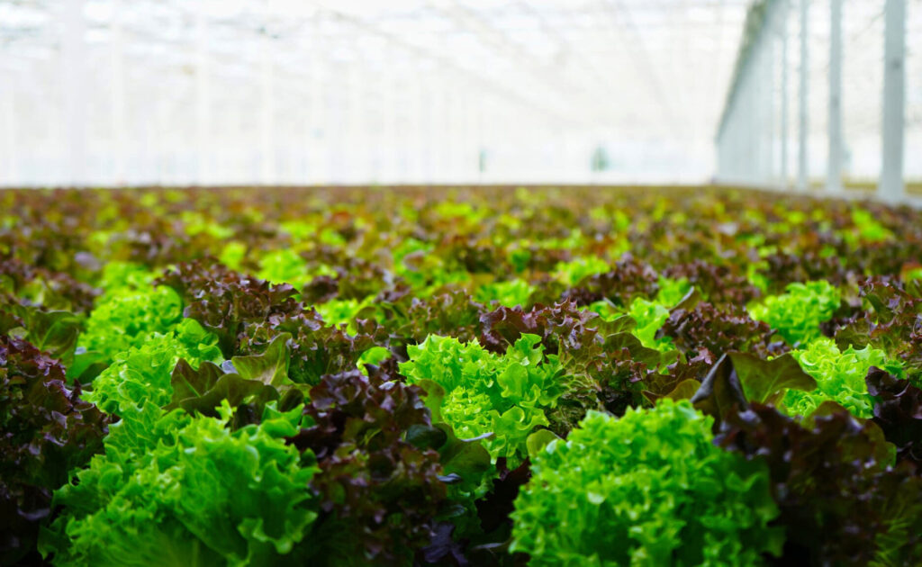 roter und grüner Salat im Gewächshaus