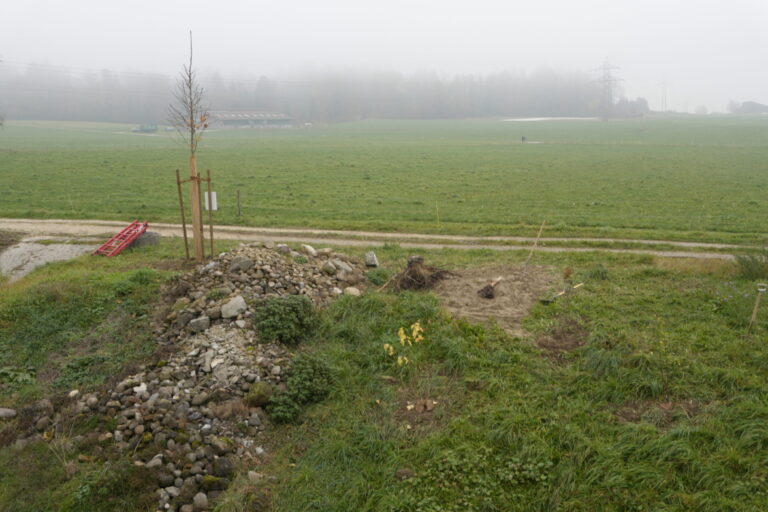 Einzelbaum Sommerlinde