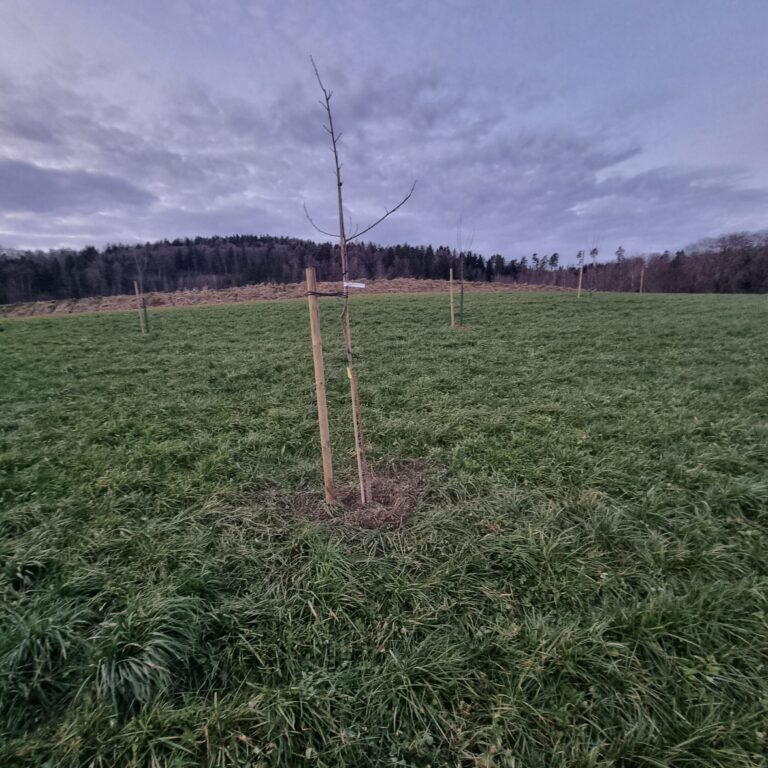 Einzelbaum Edel-Kastanie