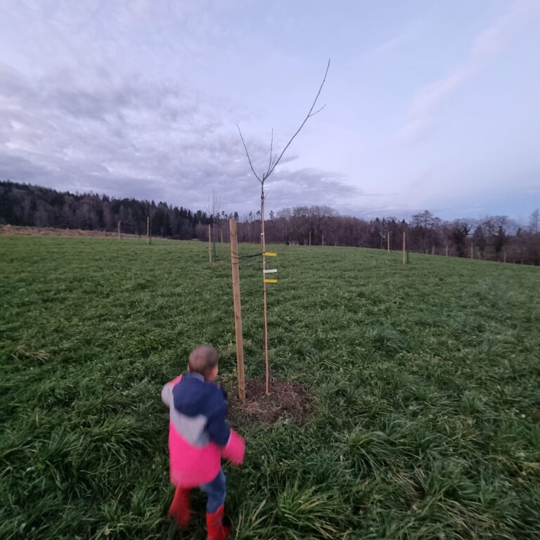 Einzelbaum Edel-Kastanie