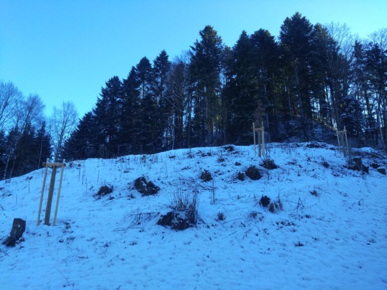 Ineichen Einzelbäume 07012026