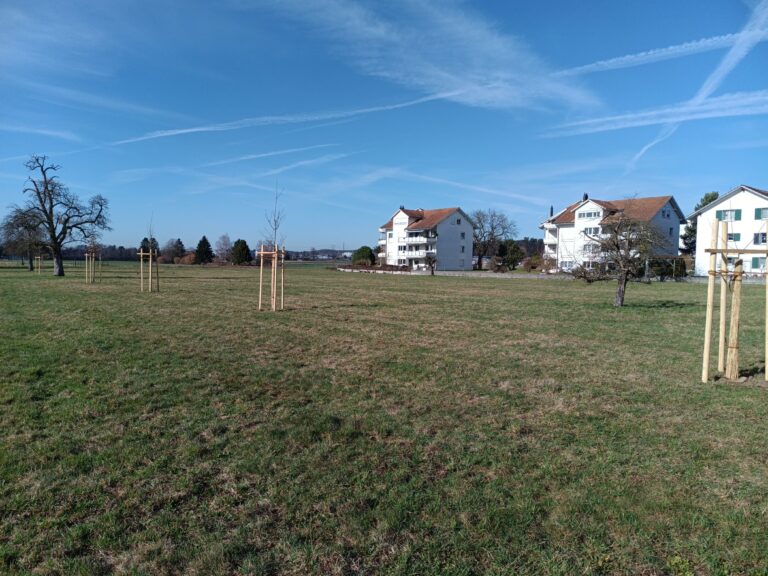 Denzler E3677 Vogelkirsche