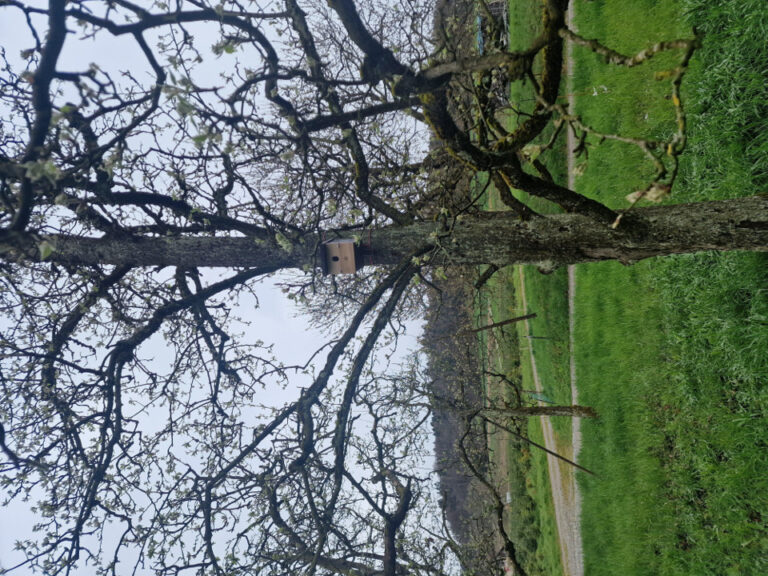 Hardegger Höhlenbrüter 1