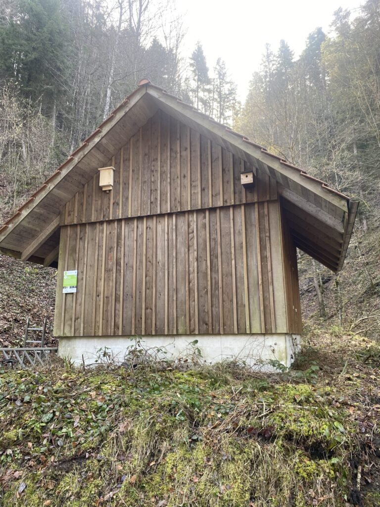 Hohlenstein Höhlenbrüter Fledermaus