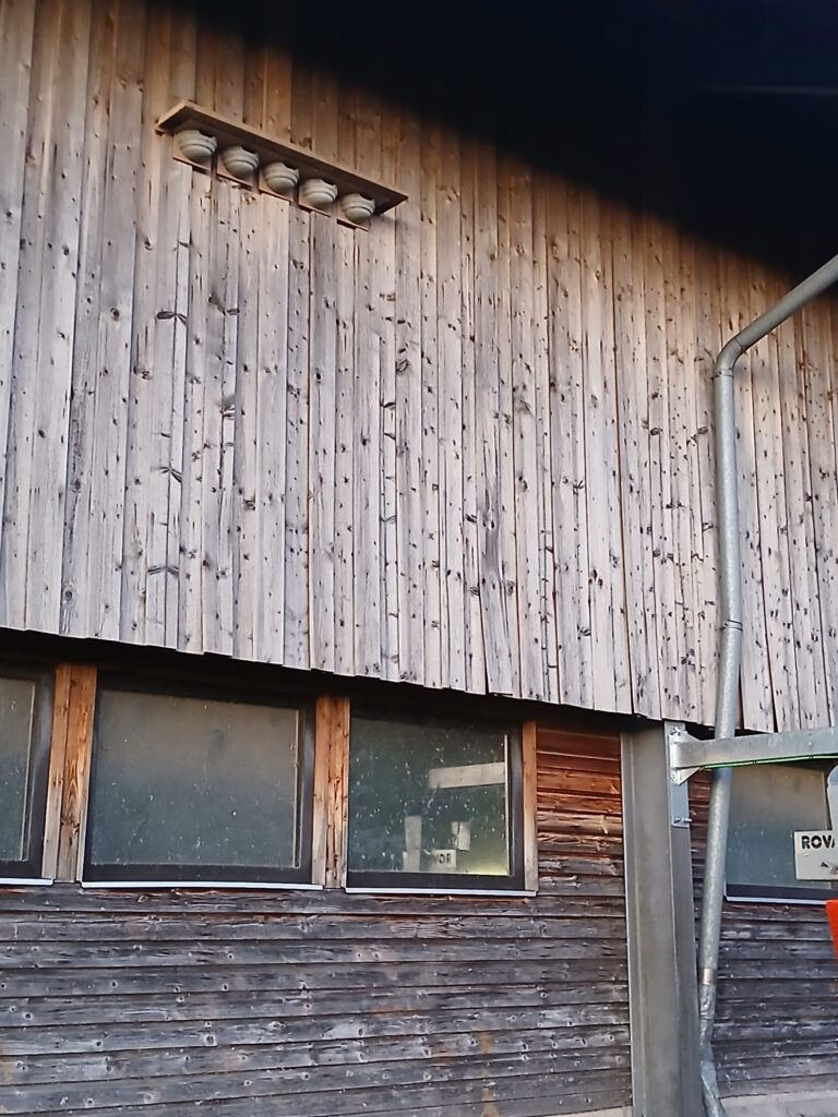 Steinauer Schwalben 2