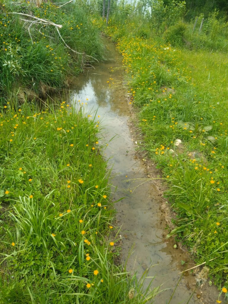 Ineichen Kleingewässer