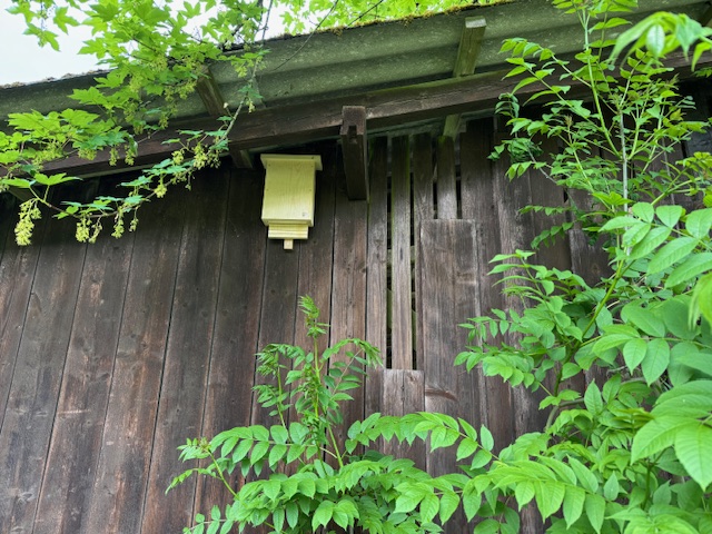 Schellenberg Fledermäuse 2